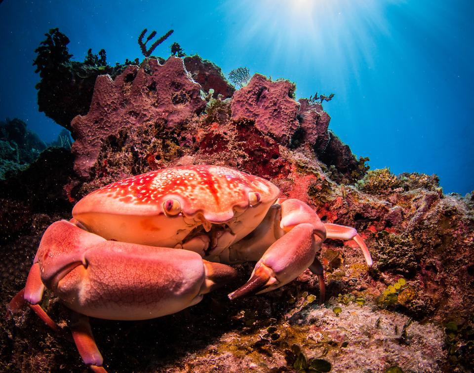 Diving in Cuba